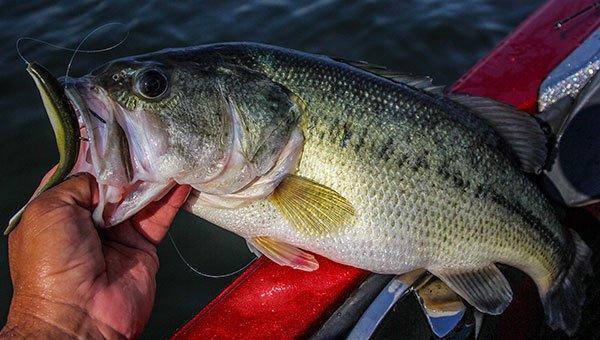 Gary Yamamoto Baits D-Shad 5" 7/pack