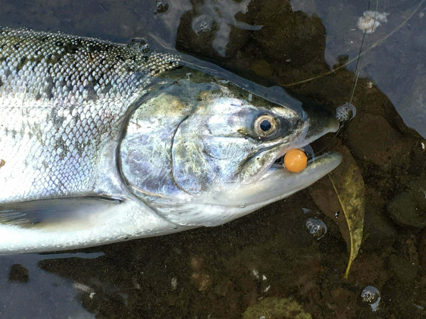 Single Egg Hook, Barb on Shank (10 Pack)