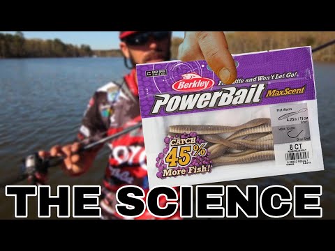 Berkley PowerBait Maxscent Flatworm 4.25'' 8/pack