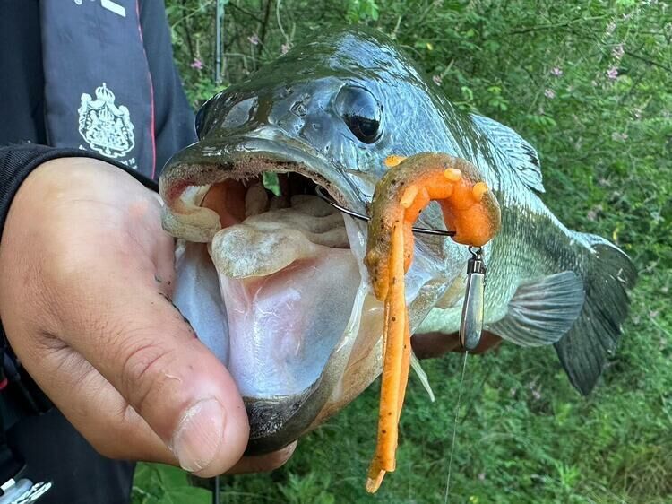 Berkley MaxScent Chigger Craw 7/pack
