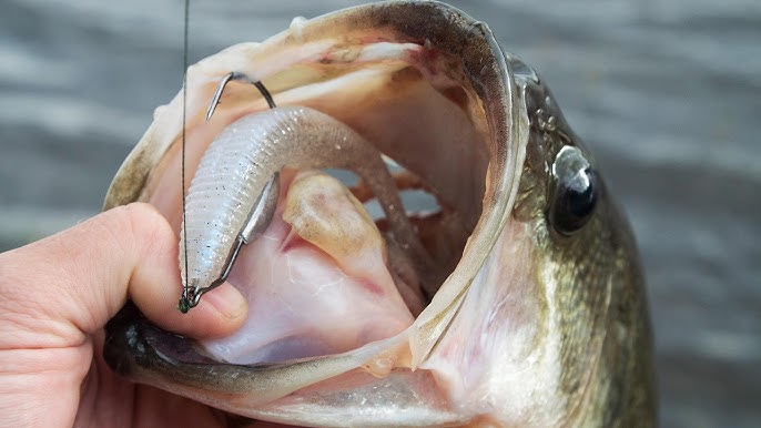 Jackall Rhythm Wave Paddle Tail Swimbaits 4.8inch 5/pack