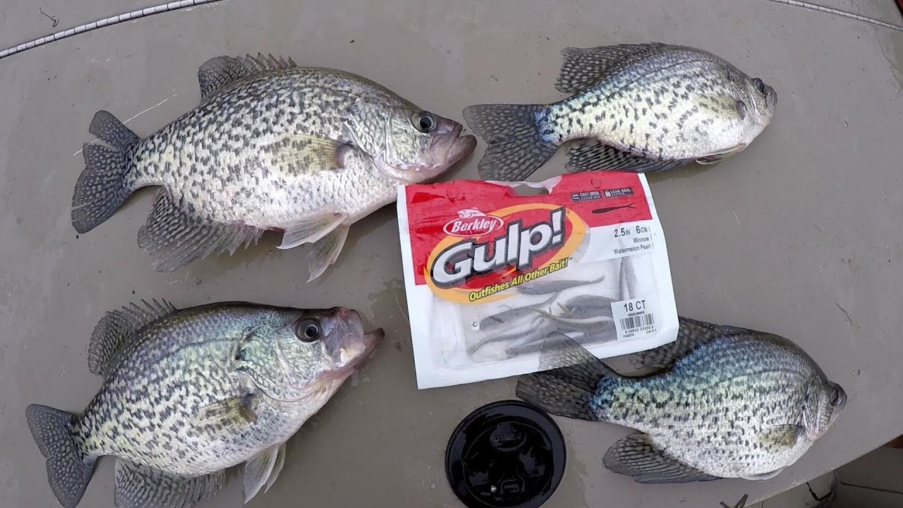 Berkley Gulp! Minnow 2.5'' 18/pack Black Minnow Super Crappie Bait